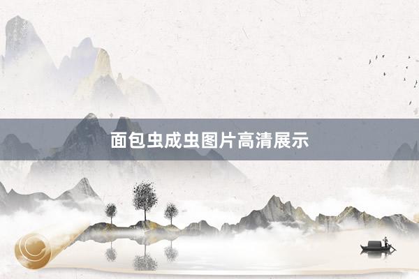 面包虫成虫图片高清展示